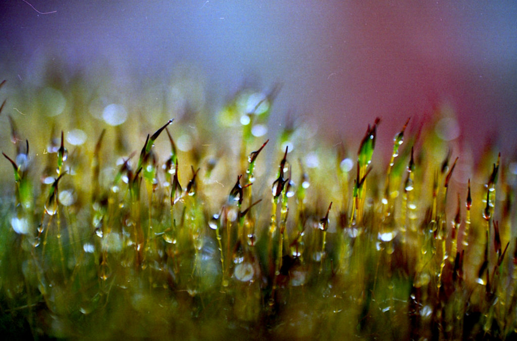 moss with water